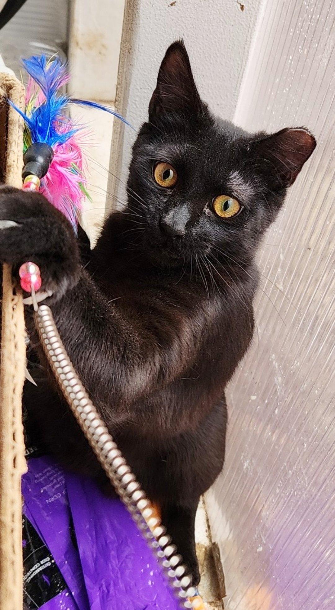 Blackberry, Adoptable, Young Male American Shorthair & Domestic Short Hair.