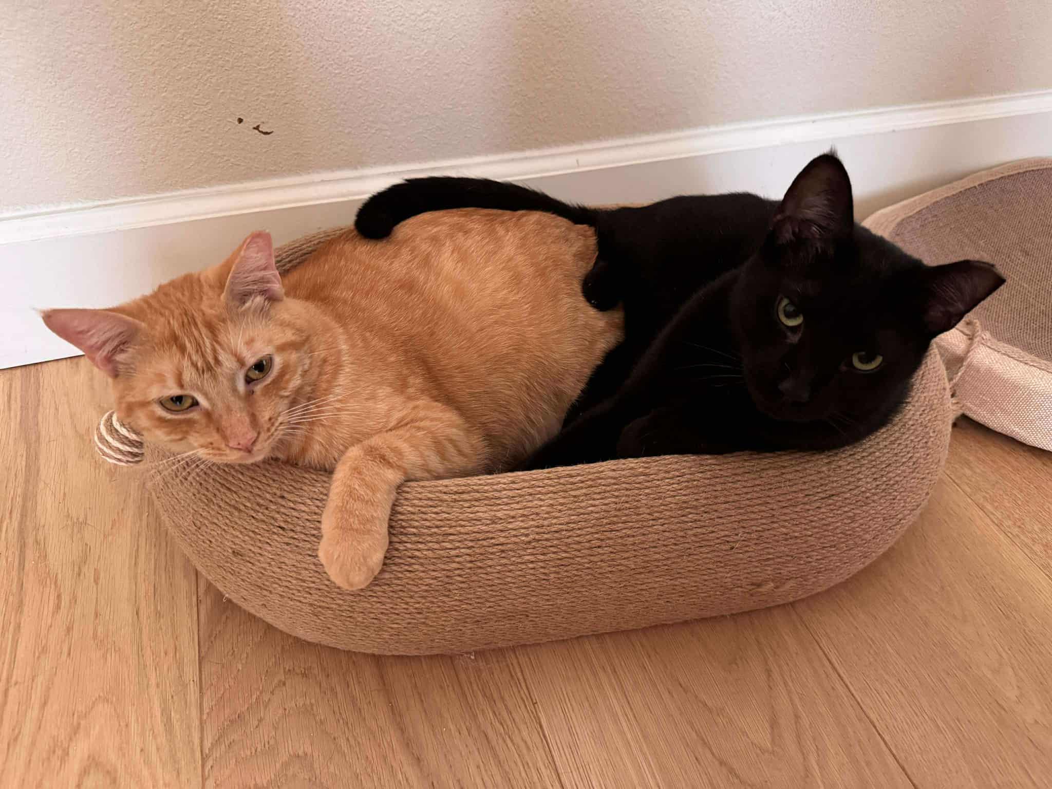 Blackberry, Adoptable, Young Male American Shorthair & Domestic Short Hair.