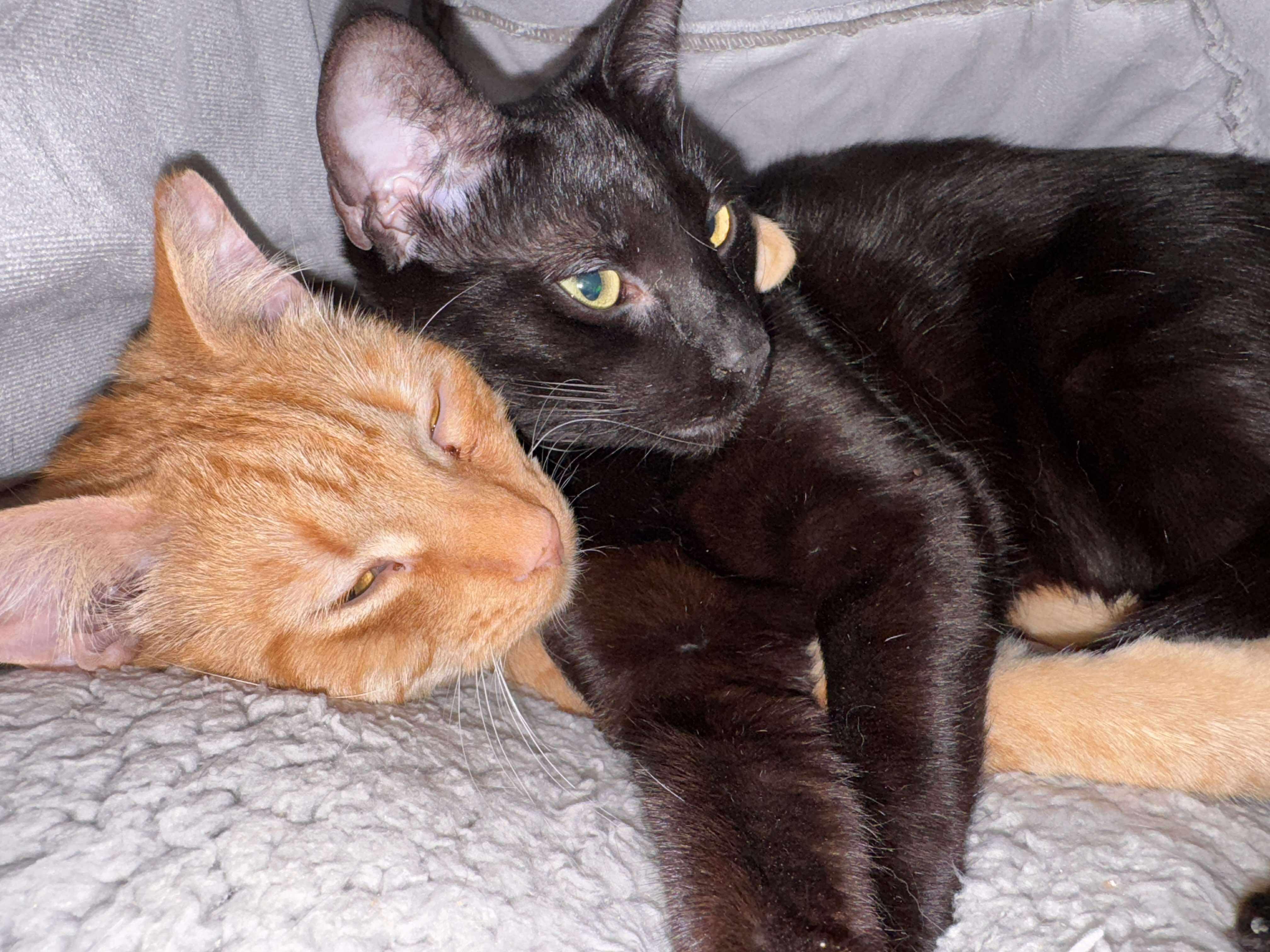 Blackberry, a Adoptable mixed breed in Mt View, CA image 4/6