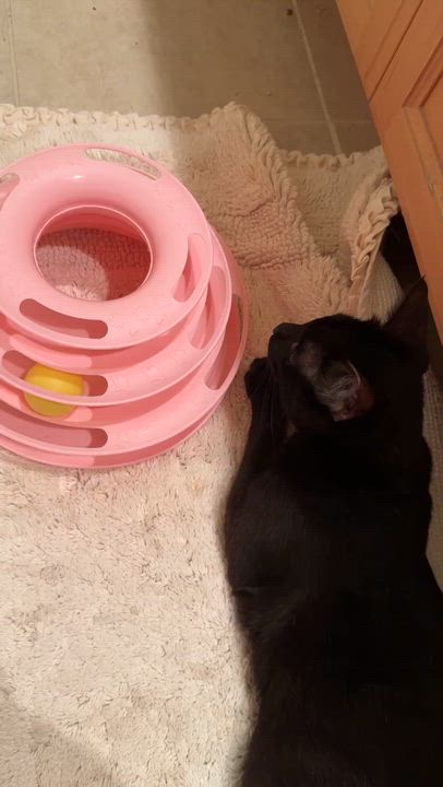 Enlarge Blackberry, a Adoptable mixed breed in Mt View, CA video 6/6