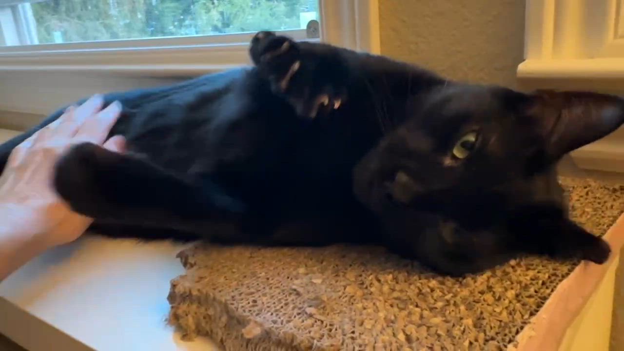 Enlarge Blackberry, a Adoptable mixed breed in santa clara, CA video 2/6