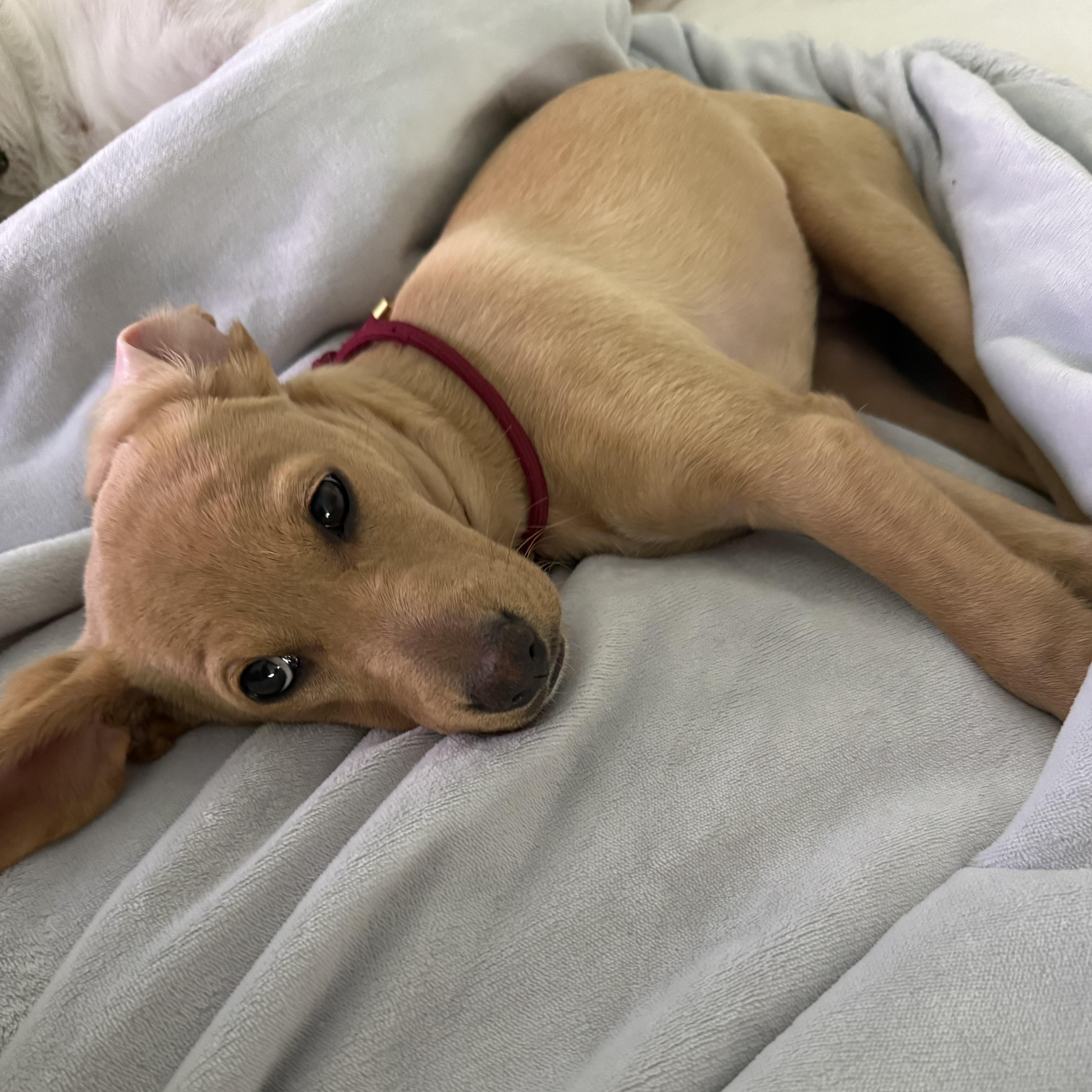 Indy, adopted, Puppy Female Dachshund.