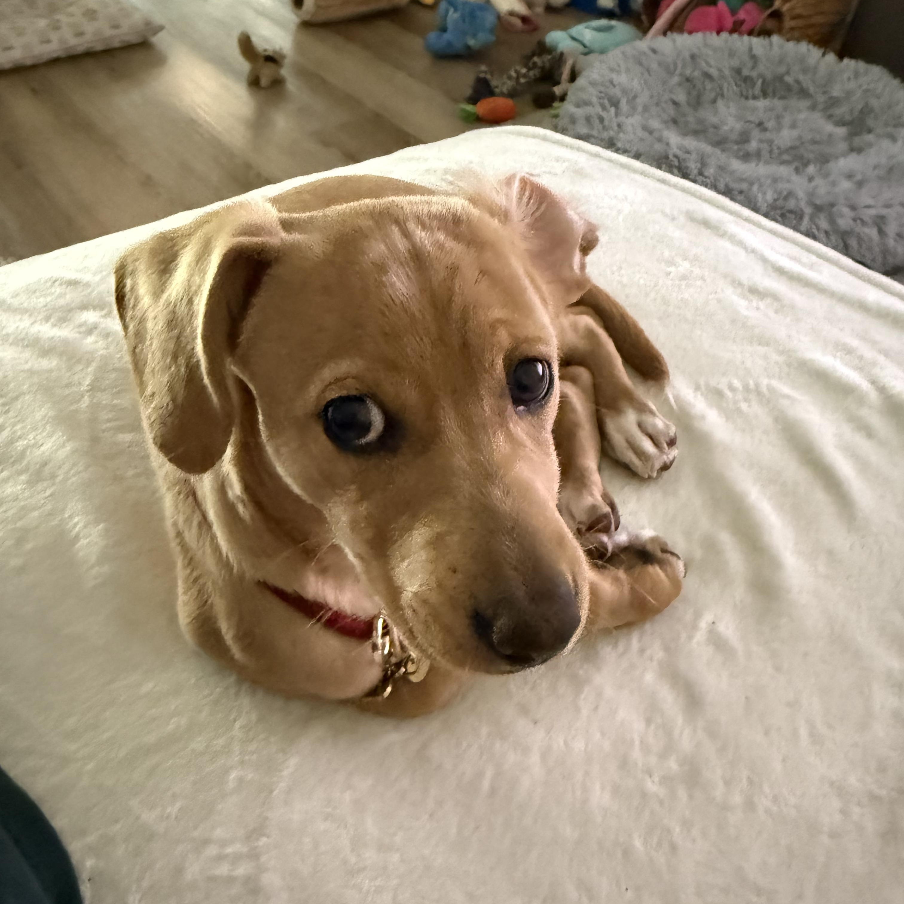 Enlarge Indy, an adopted mixed breed in Los Angeles, CA image 2/5