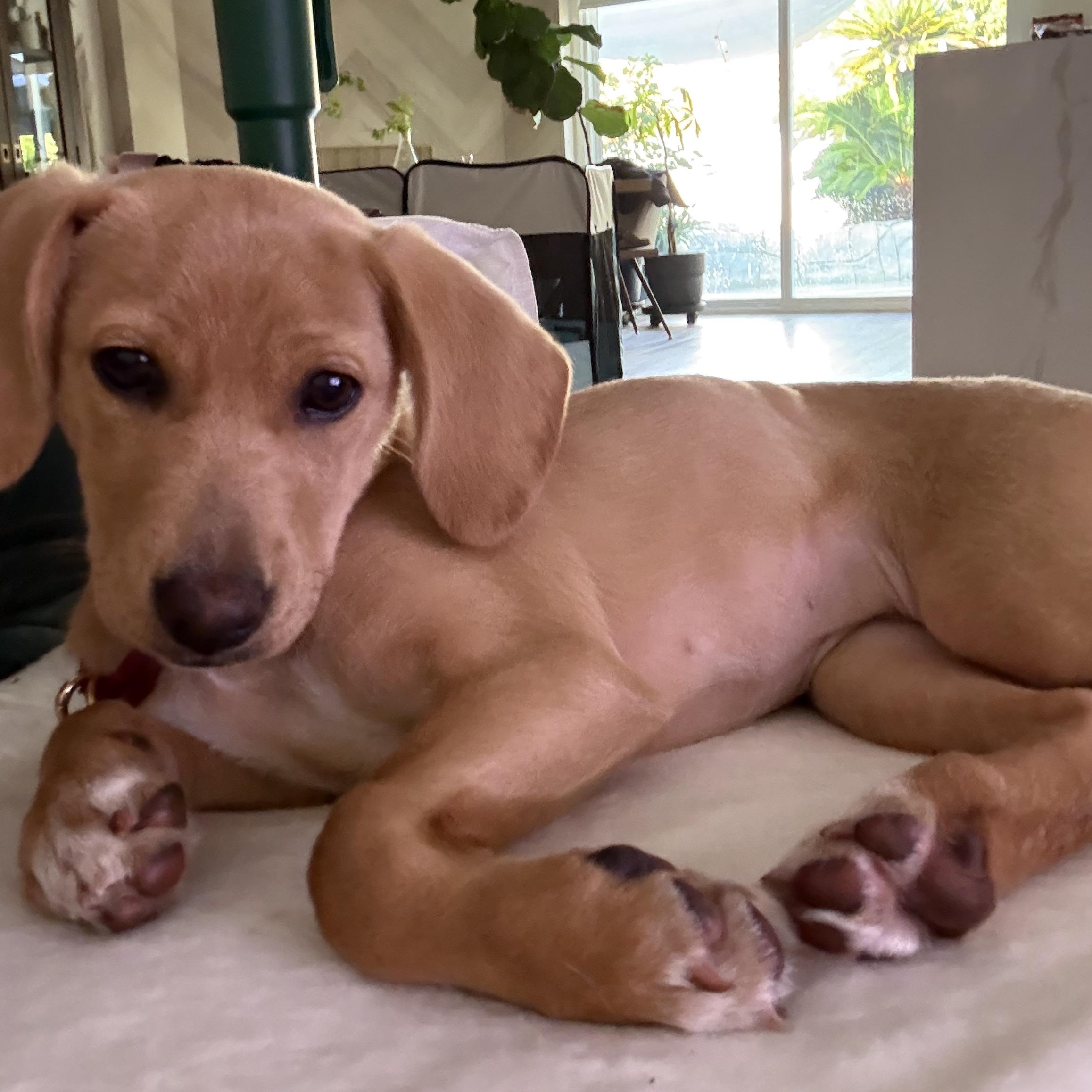 Enlarge Indy, an adopted mixed breed in Los Angeles, CA image 3/5
