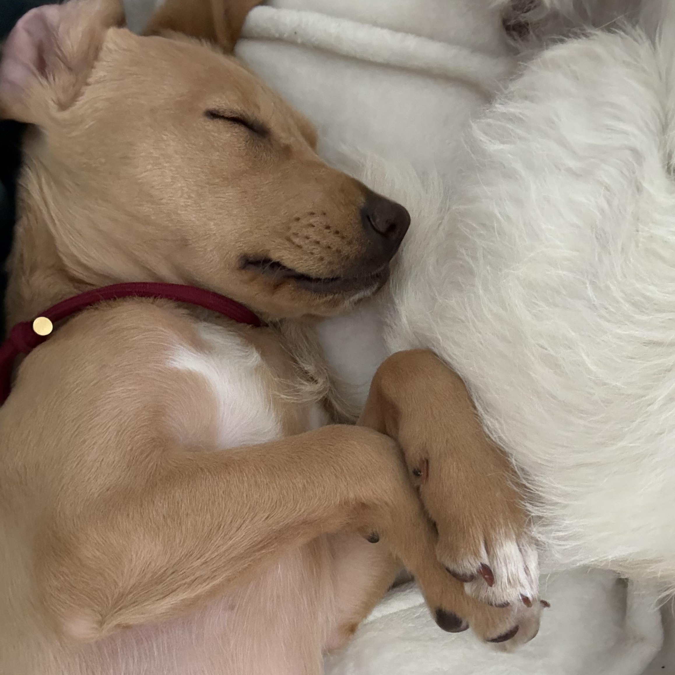 Enlarge Indy, an adopted mixed breed in Los Angeles, CA image 4/5