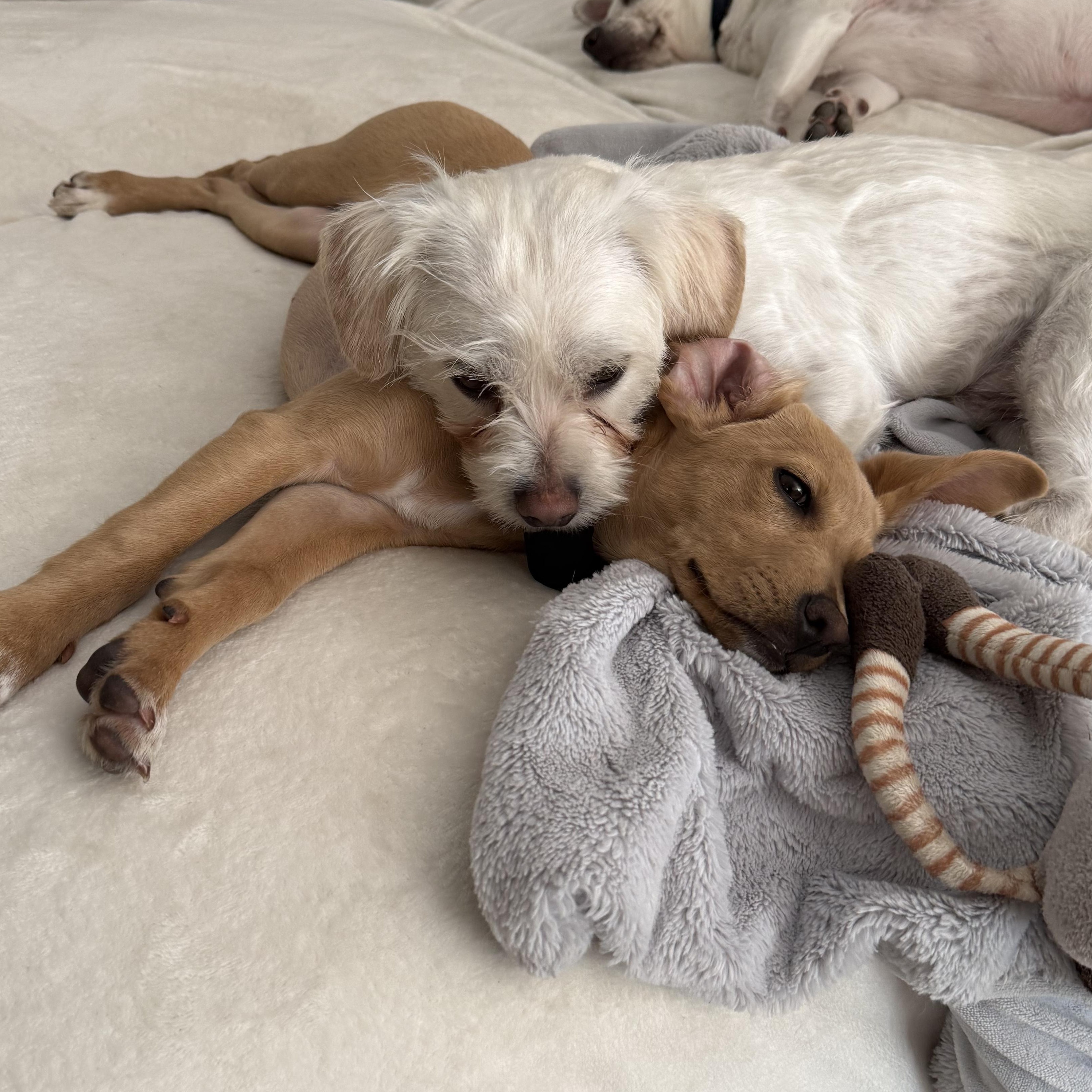 Enlarge Indy, an adopted mixed breed in Los Angeles, CA image 5/5