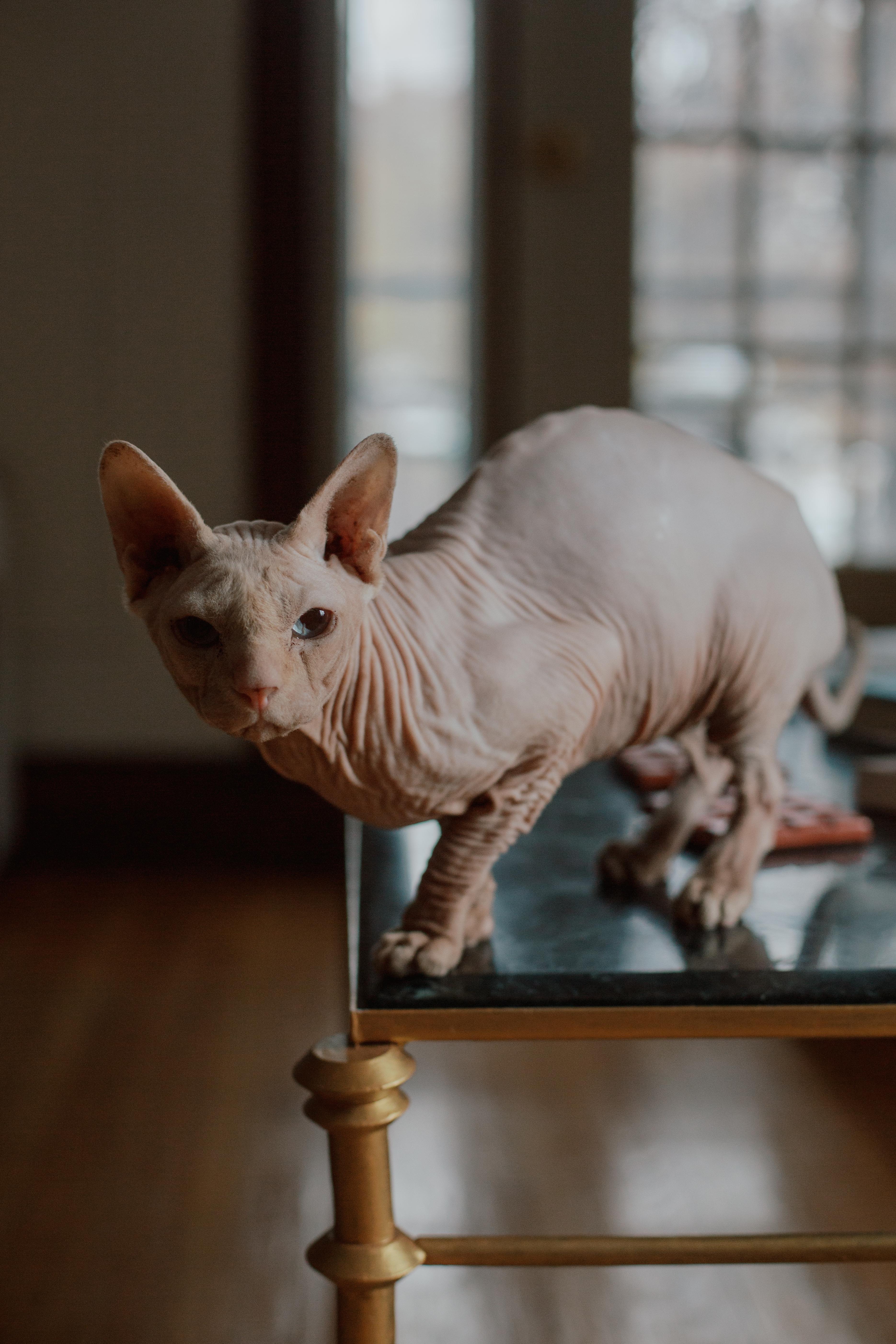 Jonathan, Adoptable, Adult Male Sphynx / Hairless Cat.