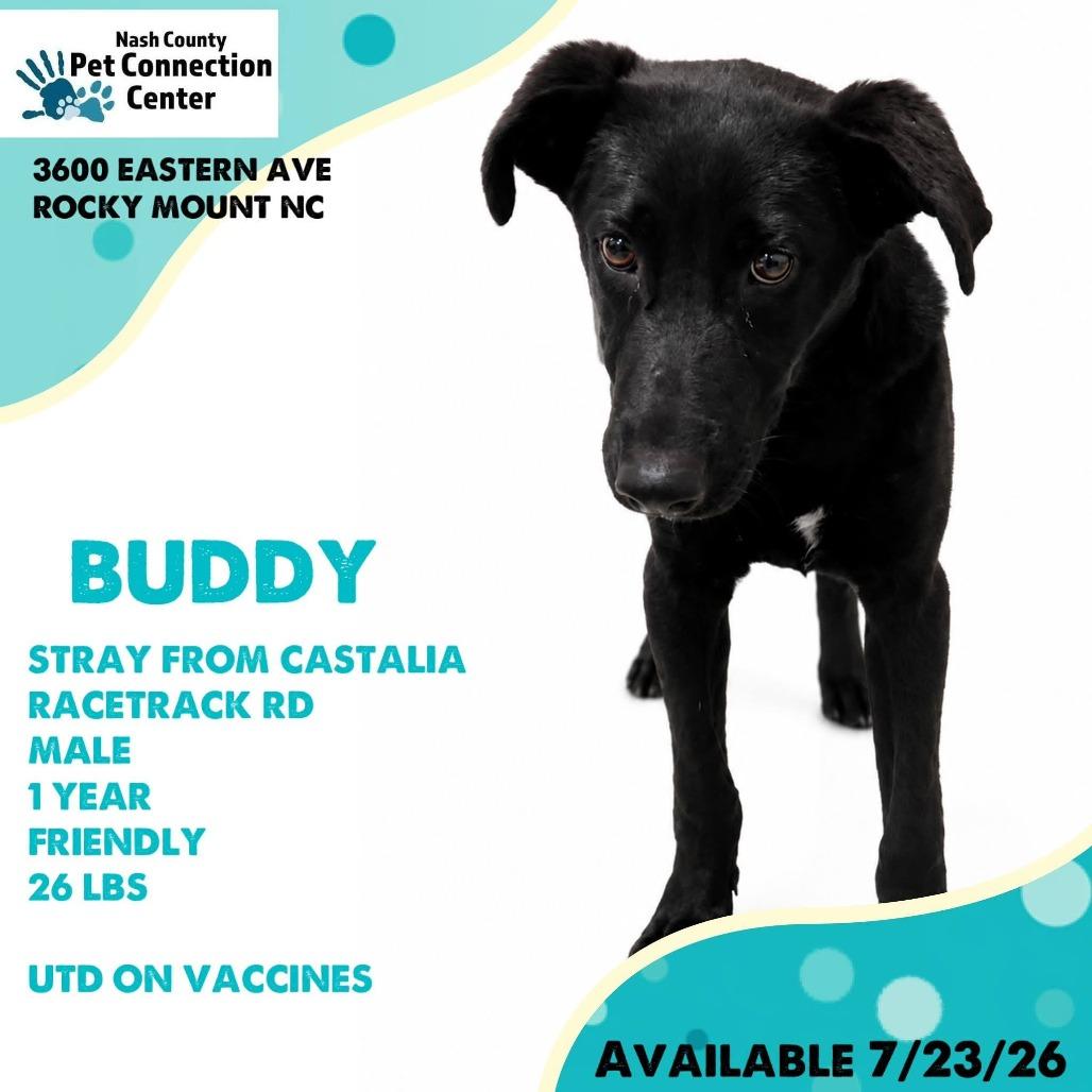 BUDDY Available NOW - ADOPTION or RESCUE!, Adoptable, Young Male Mixed Breed.