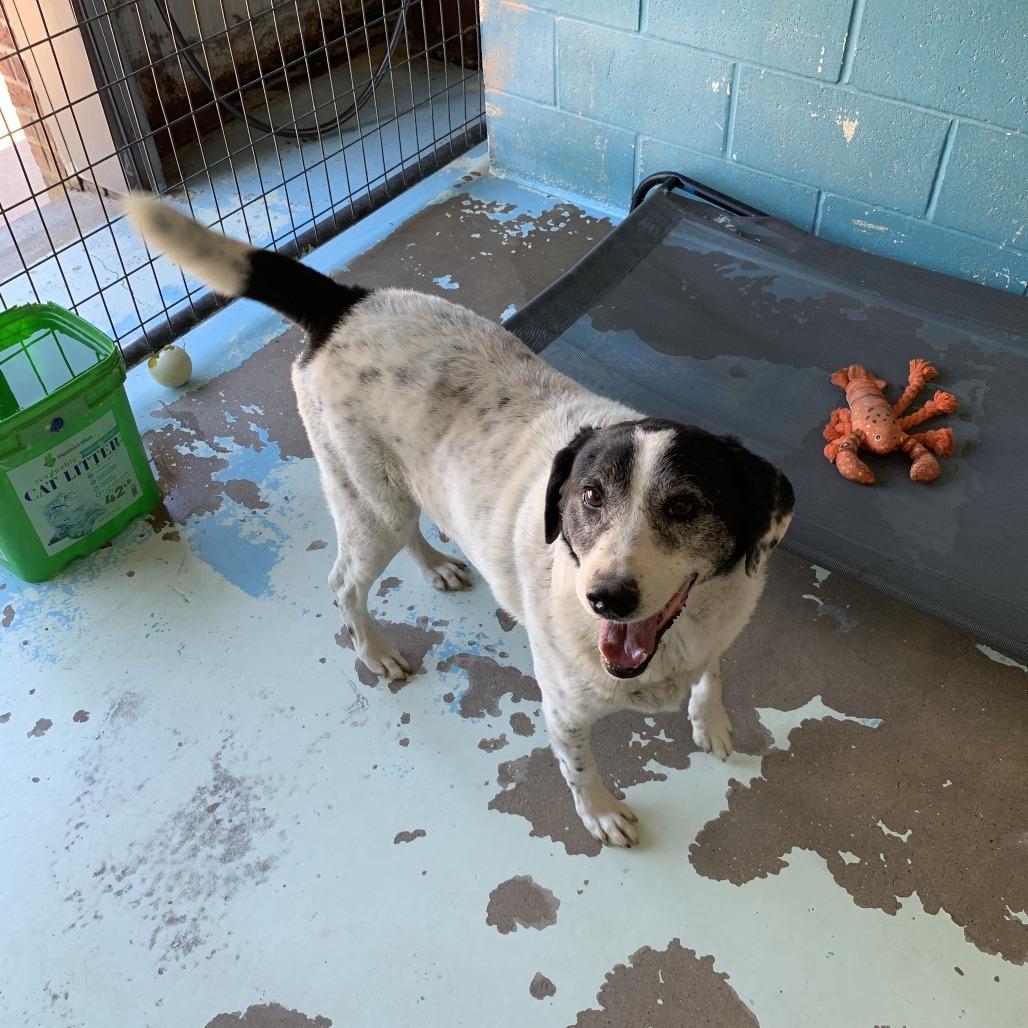 Enlarge Smokey, a Adoptable Border Collie in Hearne, TX image 1/2