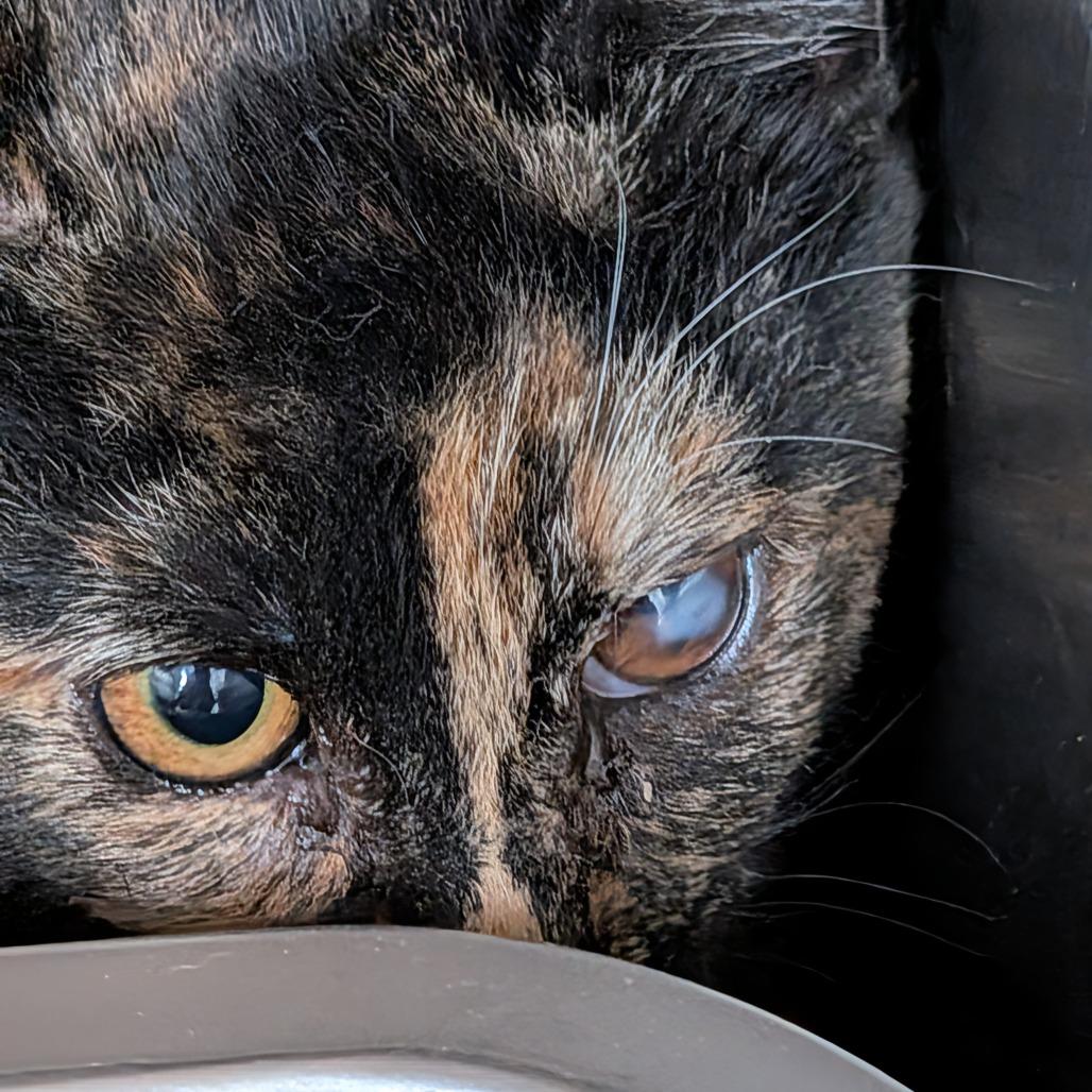 Enlarge Star, a Adoptable Domestic Short Hair in Las Vegas, NV image 1/1