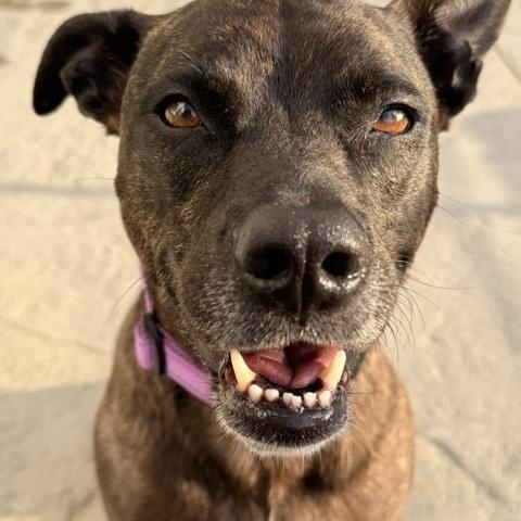 Maya, ADOPTABLE, Adult Female Terrier.