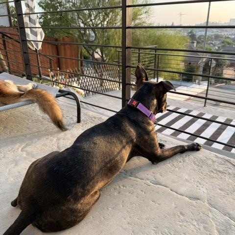 Maya, a ADOPTABLE mixed breed in Redondo Beach, CA image 3/6