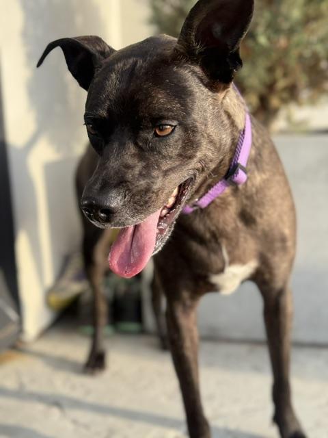 Maya, a ADOPTABLE mixed breed in Redondo Beach, CA image 6/6