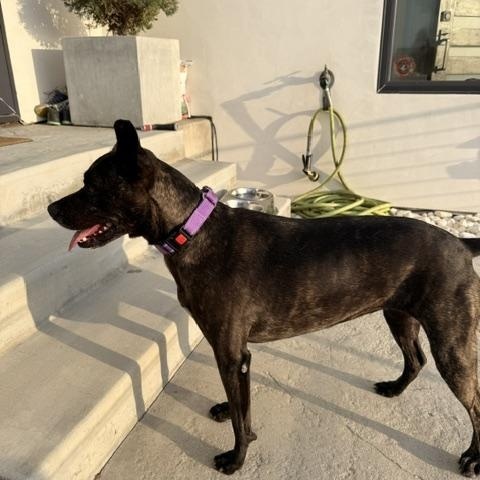 Maya, a ADOPTABLE mixed breed in Redondo Beach, CA image 4/6