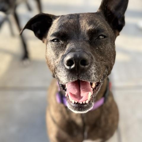 Maya, a ADOPTABLE mixed breed in Redondo Beach, CA image 5/6