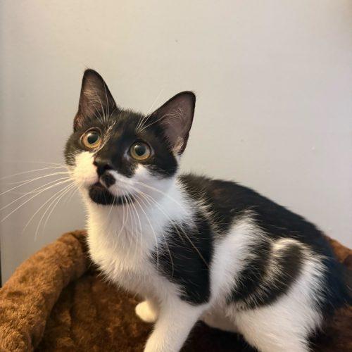 Enlarge Lollygag, a Adoptable Domestic Short Hair in Toms River, NJ image 1/5