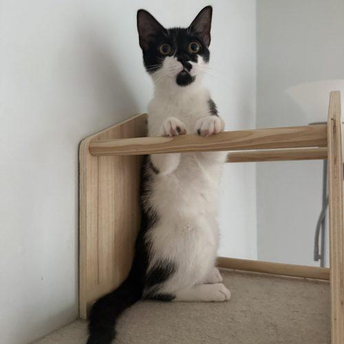 Enlarge Lollygag, a Adoptable Domestic Short Hair in Toms River, NJ image 2/5