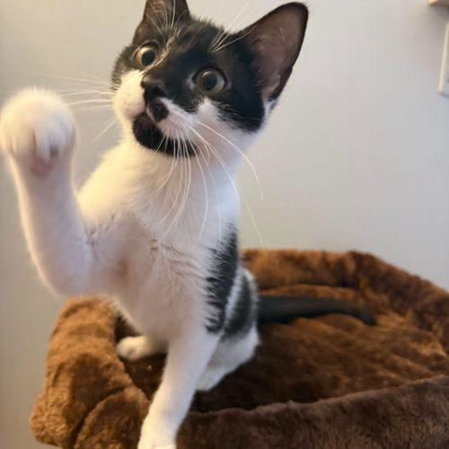 Enlarge Lollygag, a Adoptable Domestic Short Hair in Toms River, NJ image 3/5