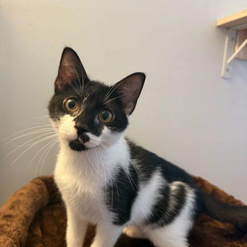 Enlarge Lollygag, a Adoptable Domestic Short Hair in Toms River, NJ image 4/5