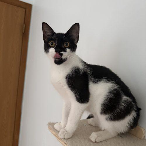 Enlarge Lollygag, a Adoptable Domestic Short Hair in Toms River, NJ image 5/5