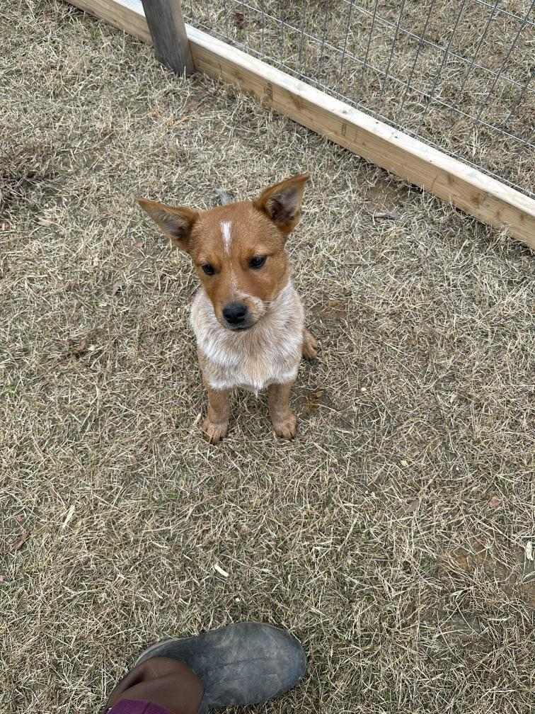 Todd, an adoptable Australian Cattle Dog / Blue Heeler in Sherwood, AR, 72120 | Photo Image 1