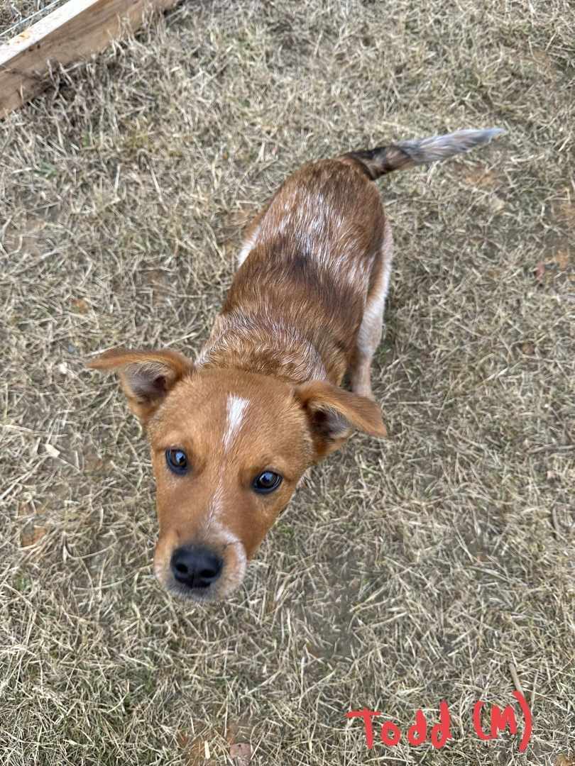 Todd, an adoptable Australian Cattle Dog / Blue Heeler in Sherwood, AR, 72120 | Photo Image 3