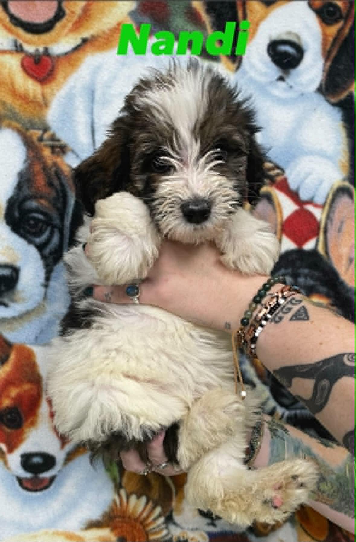 Nandi, ADOPTABLE, Puppy Female Goldendoodle & Shepherd.