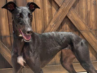 Turbo (aka Turbo Raven One), Adoptable, Young Female Greyhound.