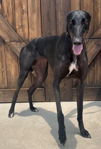 Enlarge Turbo (aka Turbo Raven One), a Adoptable Greyhound in Dallas, TX image 2/2