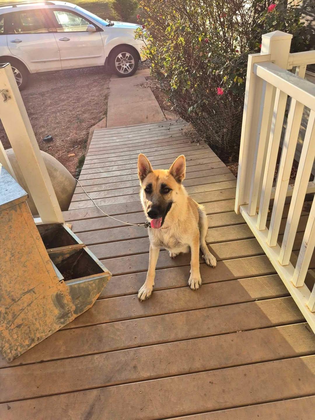 Enlarge Gracie, an adopted mixed breed in Mount Airy, NC image 3/3