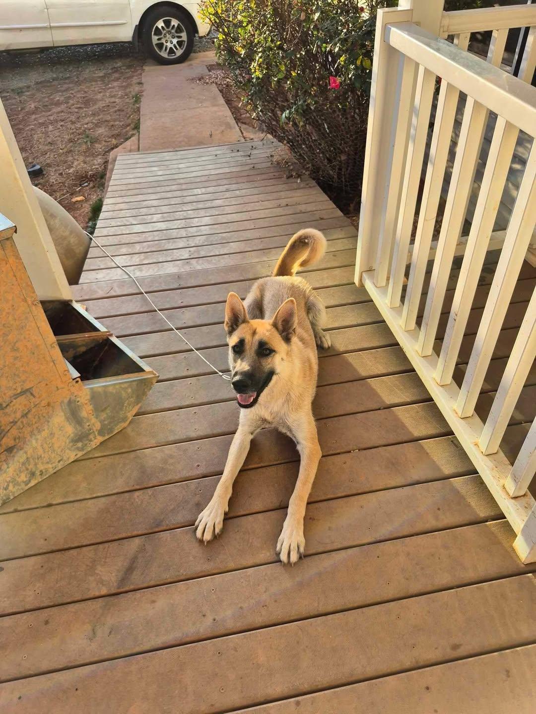 Enlarge Gracie, an adopted mixed breed in Mount Airy, NC image 2/3