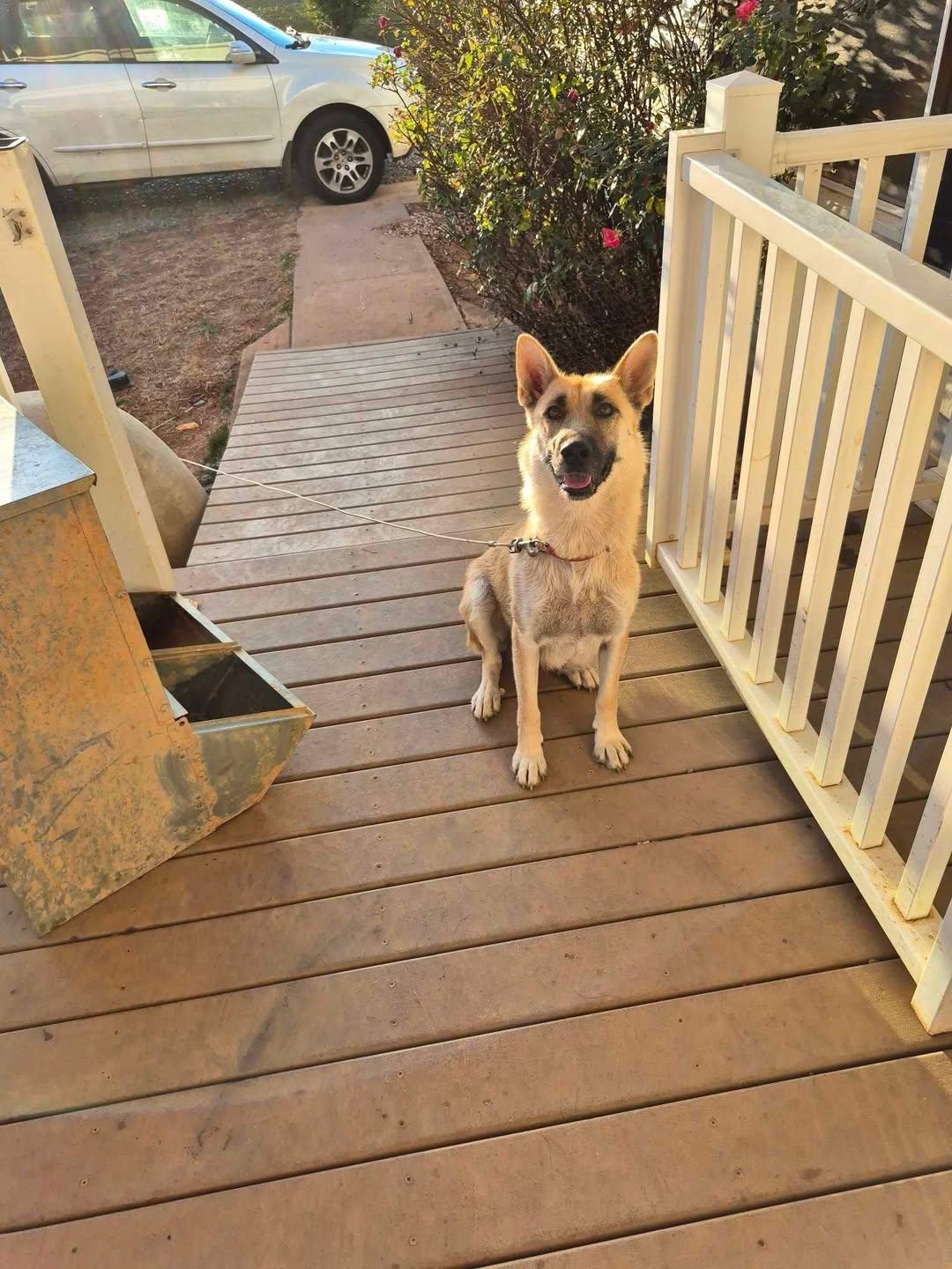 Enlarge Gracie, an adopted mixed breed in Mount Airy, NC image 1/3