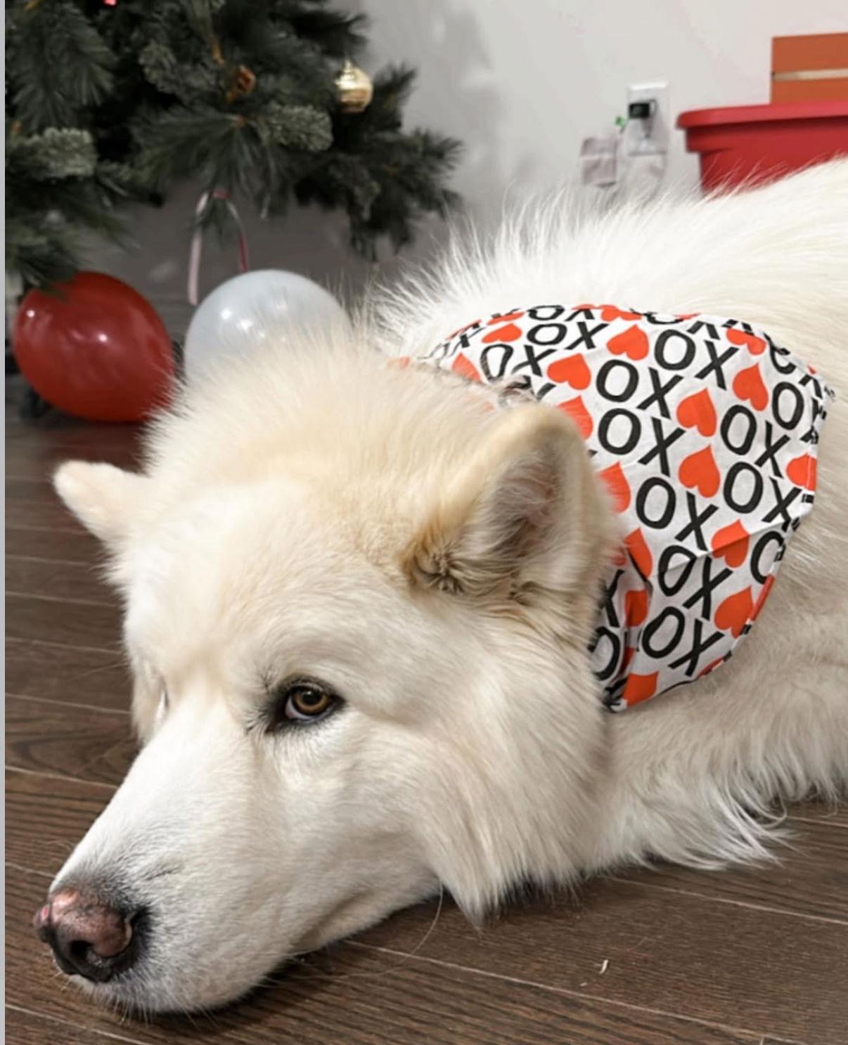 Enlarge Miso, a Adopted Samoyed in Etobicoke, ON image 1/3