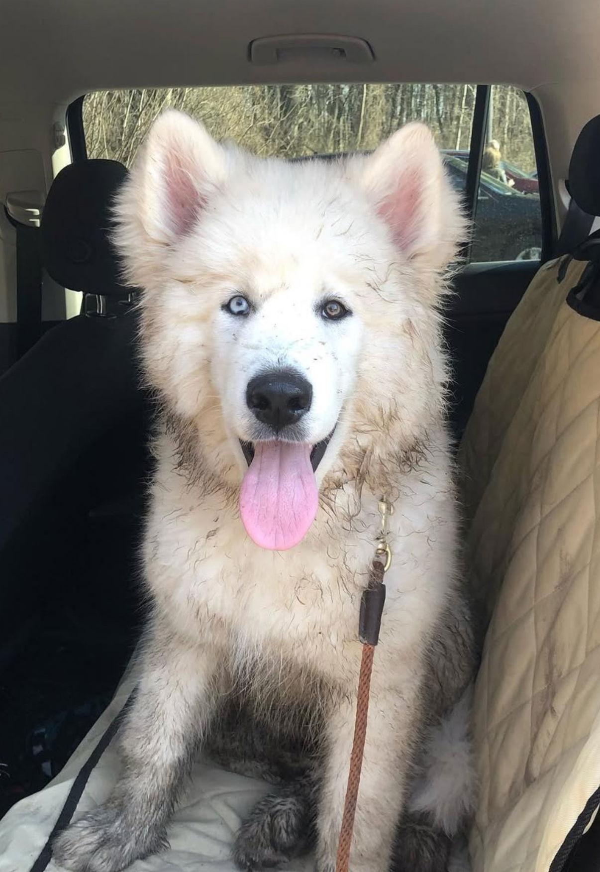 Enlarge Miso, a Adopted Samoyed in Etobicoke, ON image 2/3