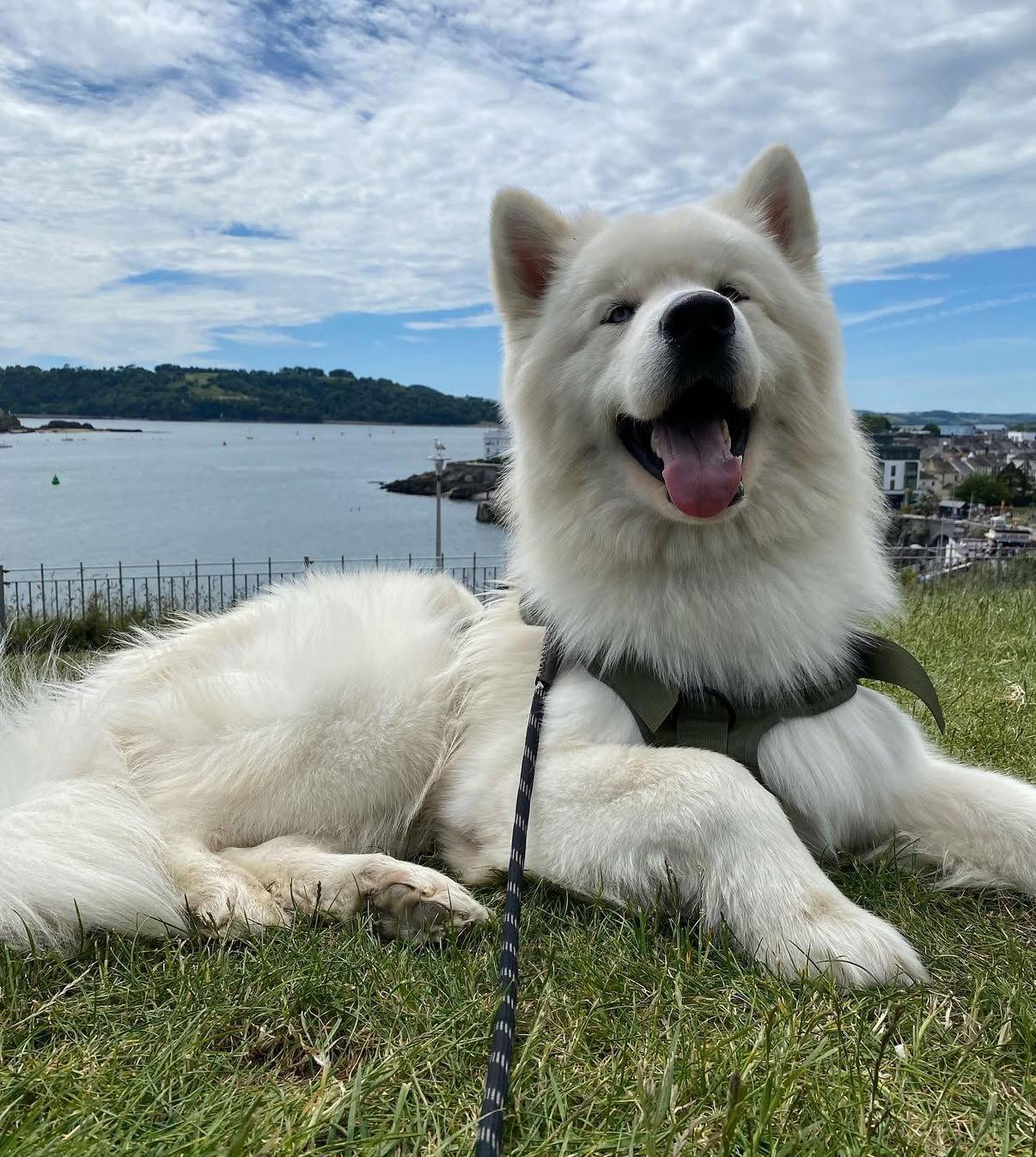 Enlarge Miso, a Adopted Samoyed in Etobicoke, ON image 3/3