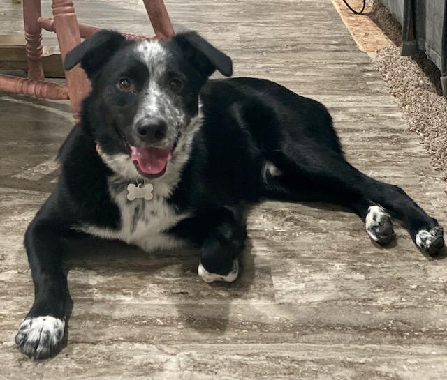 Ash, a Adoptable mixed breed in Clinton, UT image 1/3