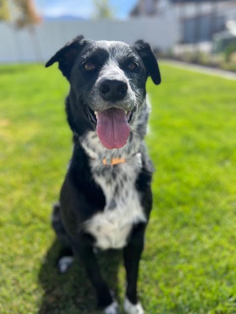 Ash, a Adoptable mixed breed in Clinton, UT image 2/3