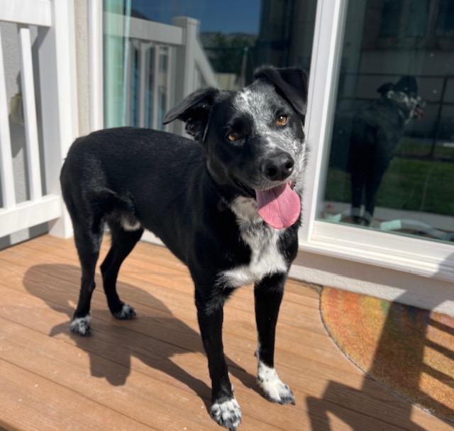 Ash, a Adoptable mixed breed in Clinton, UT image 3/3