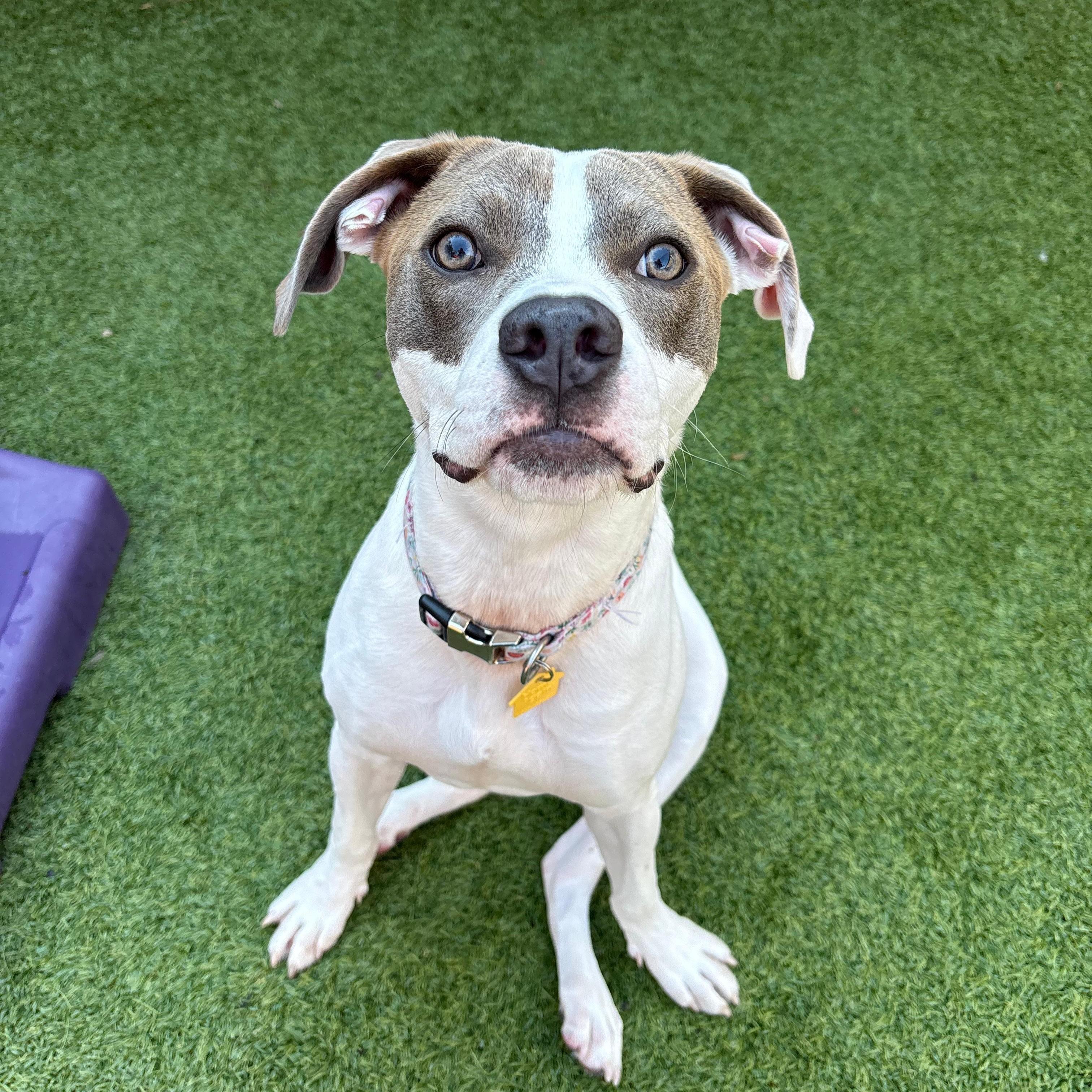 Honey — thumbnail 4