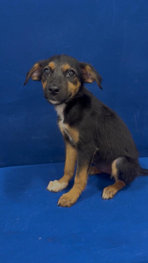 Enlarge 2-Chainz, a Adoptable German Shepherd Dog in Ruston, LA image 1/1
