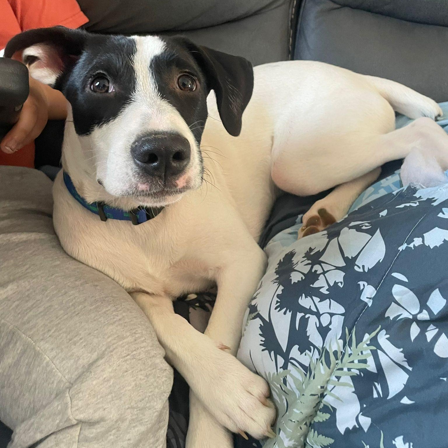 Enlarge Zorro, a Adoptable mixed breed in Hagerstown, MD image 4/6