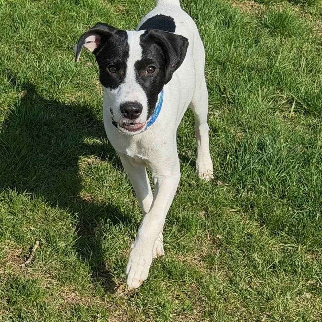 Enlarge Zorro, a Adoptable mixed breed in Hagerstown, MD image 2/6