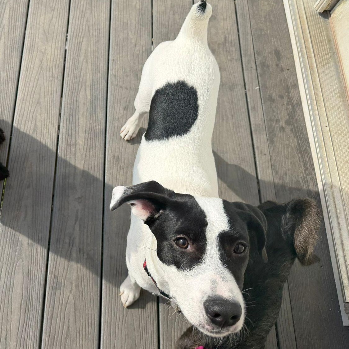 Enlarge Zorro, a Adoptable mixed breed in Hagerstown, MD image 5/6