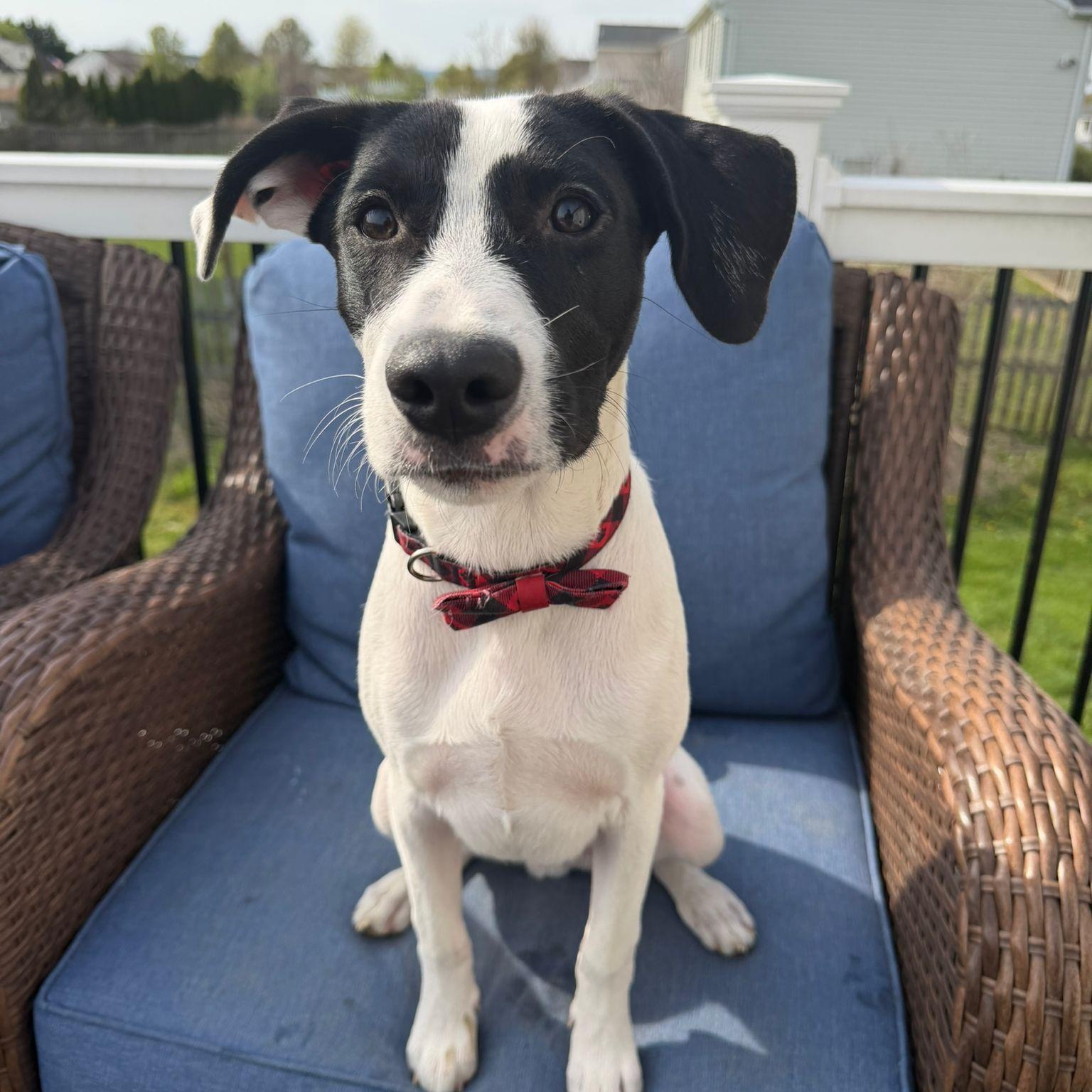Zorro, Adoptable, Puppy Male Terrier.