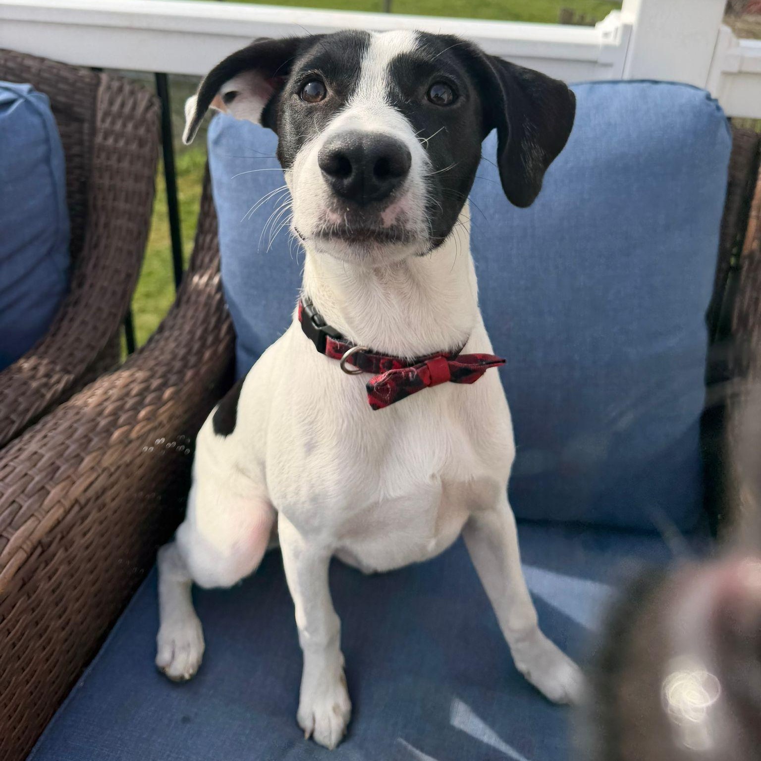 Enlarge Zorro, a Adoptable mixed breed in Hagerstown, MD image 6/6