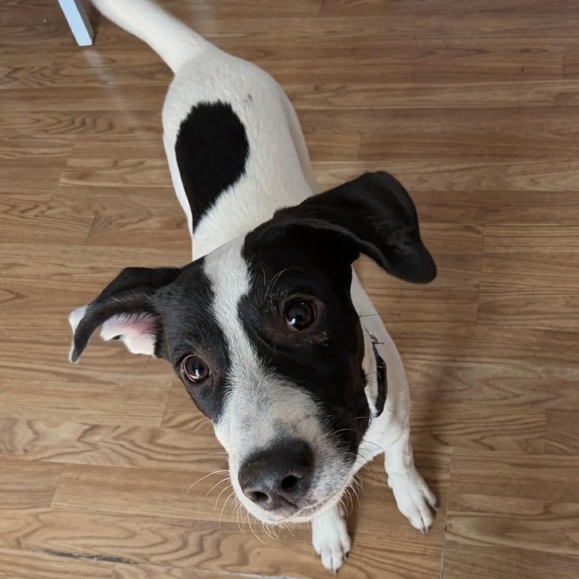 Enlarge Zorro, a Adoptable mixed breed in Hagerstown, MD image 3/6