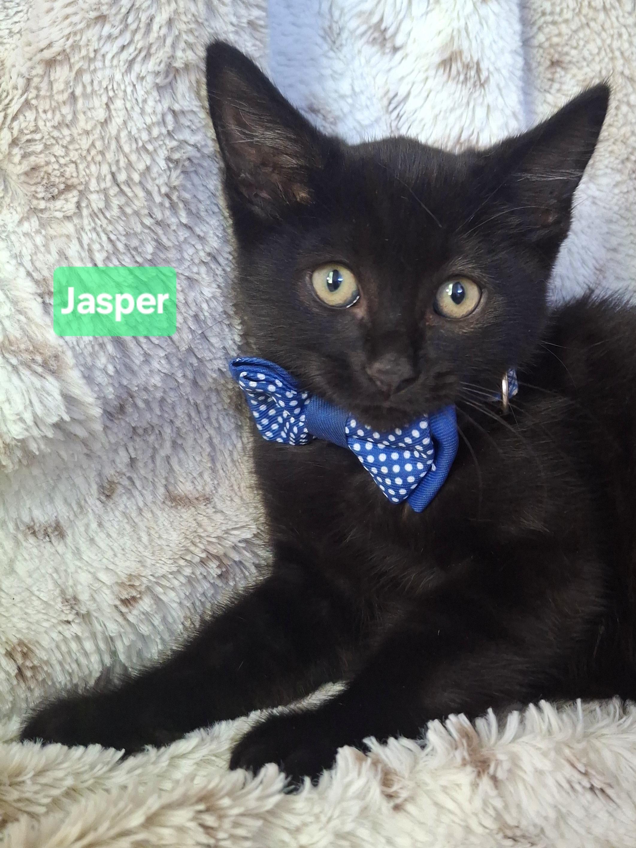 Enlarge JASPER, a Adoptable mixed breed in Fullerton, CA image 4/6