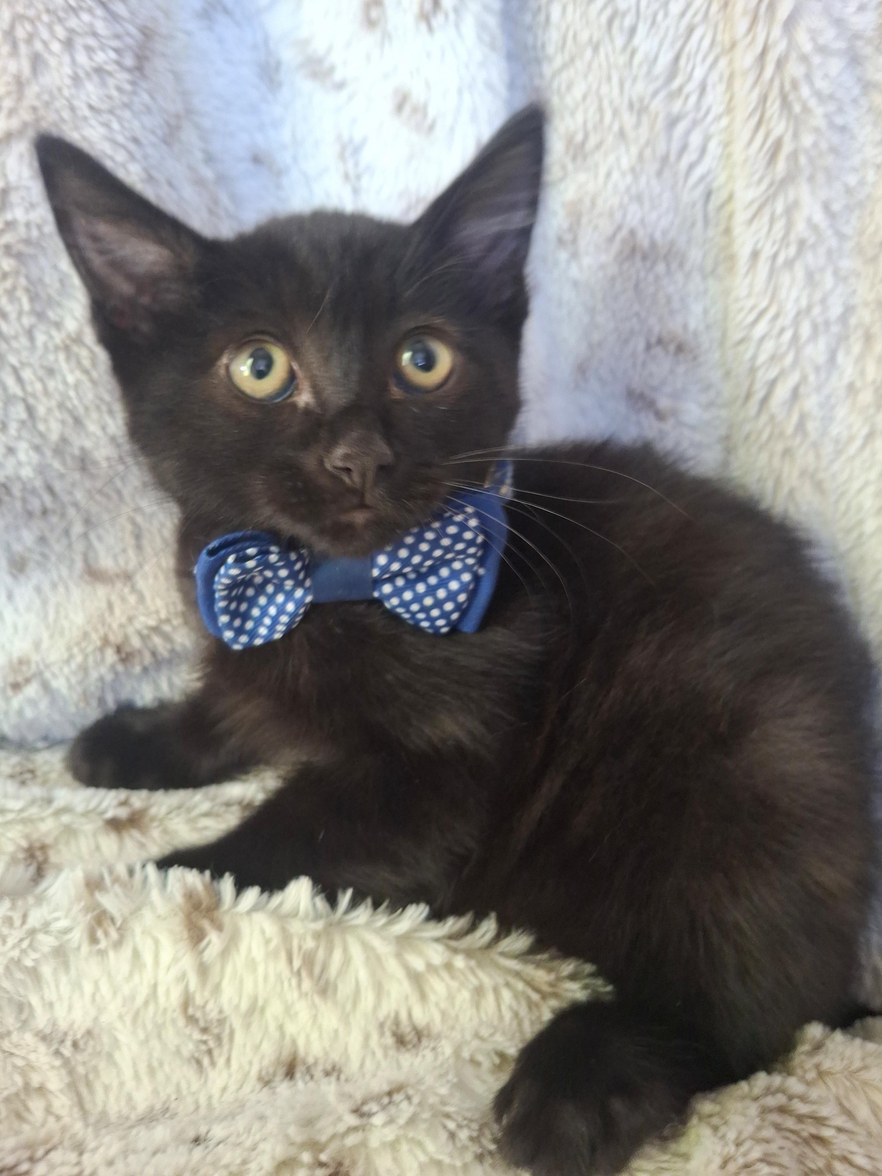 Enlarge JASPER, a Adoptable mixed breed in Fullerton, CA image 5/6