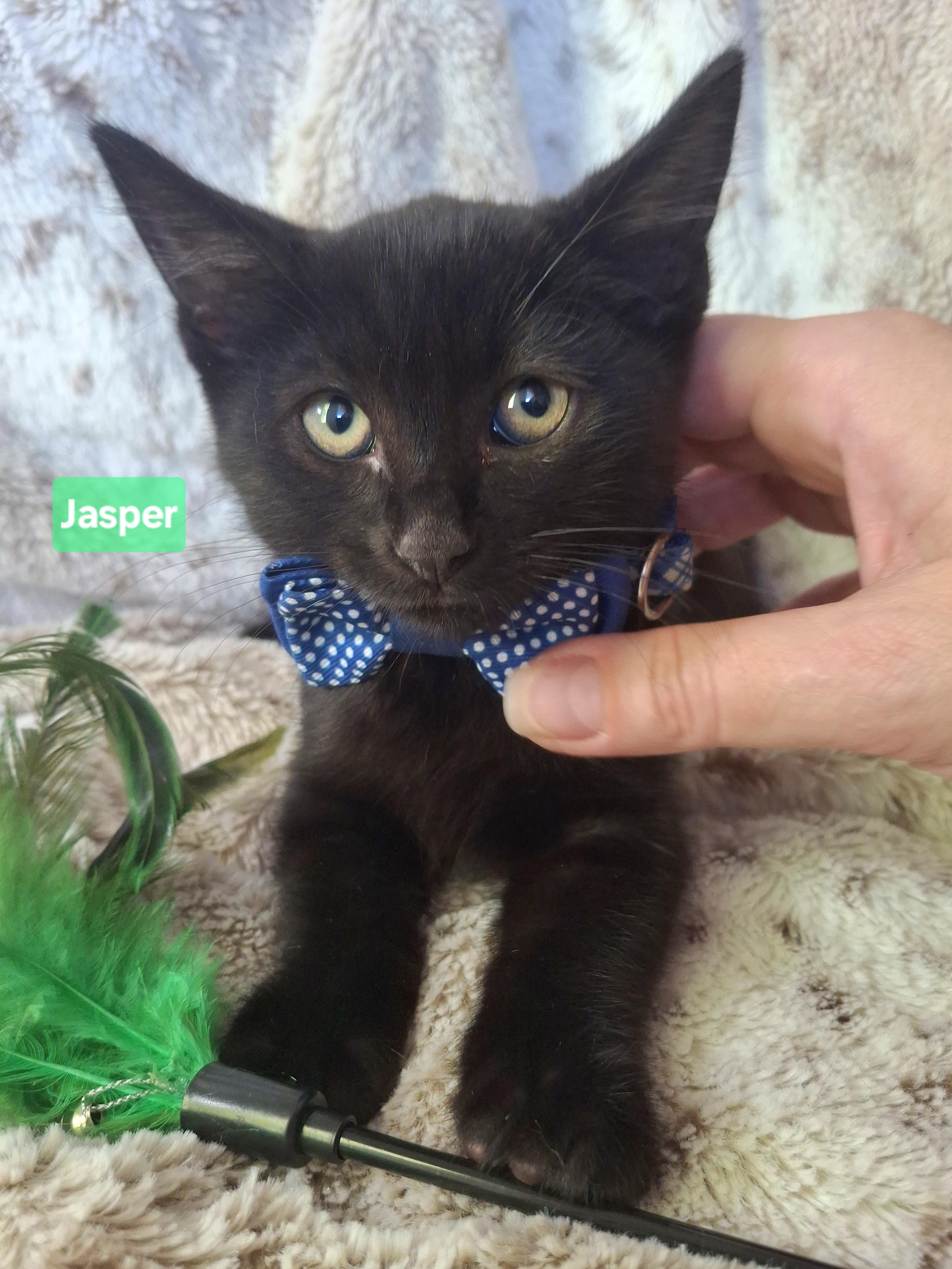 Enlarge JASPER, a Adoptable mixed breed in Fullerton, CA image 6/6