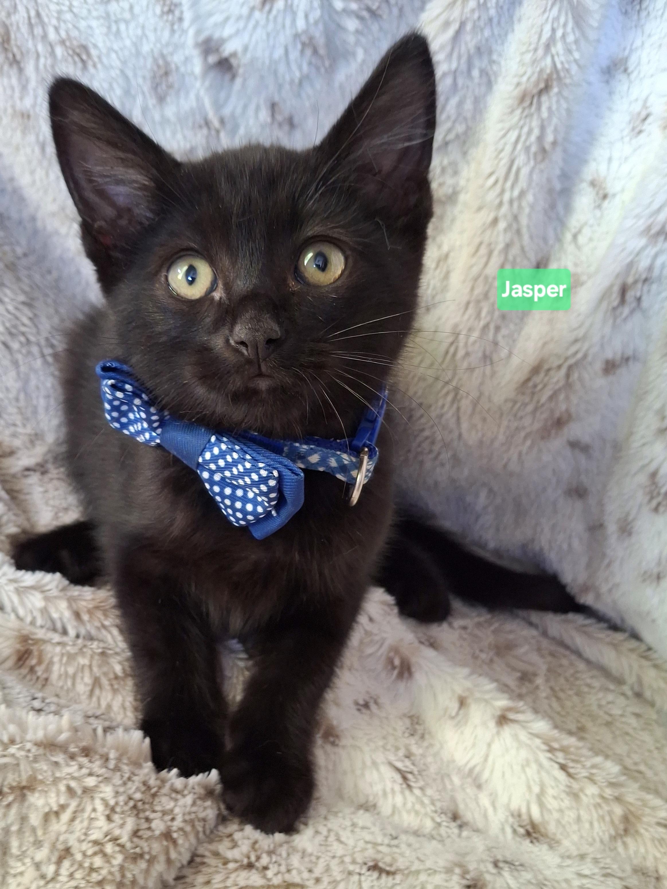 Enlarge JASPER, a Adoptable mixed breed in Fullerton, CA image 2/6